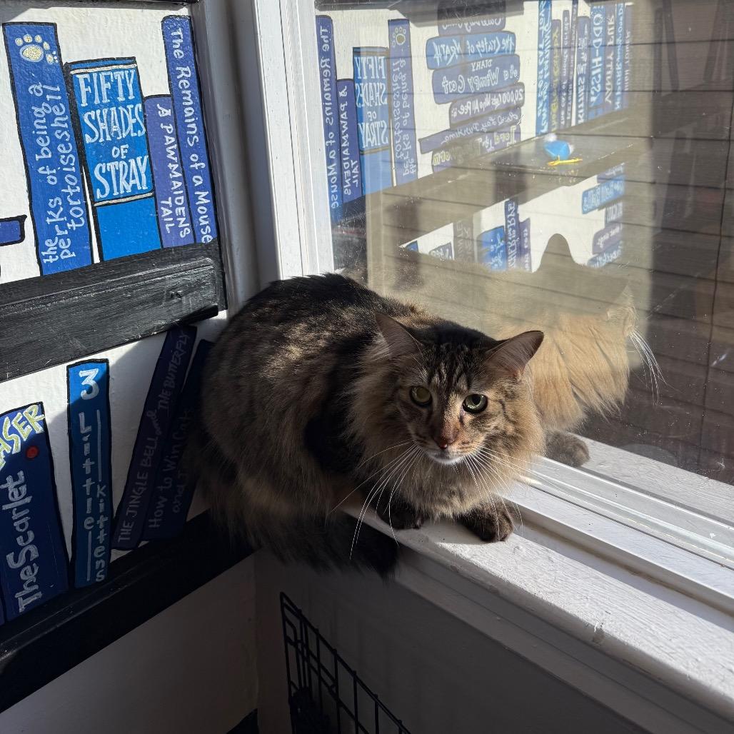 Enlarge Ziggy, a Adoptable Domestic Medium Hair in Los Angeles, CA image 4/4