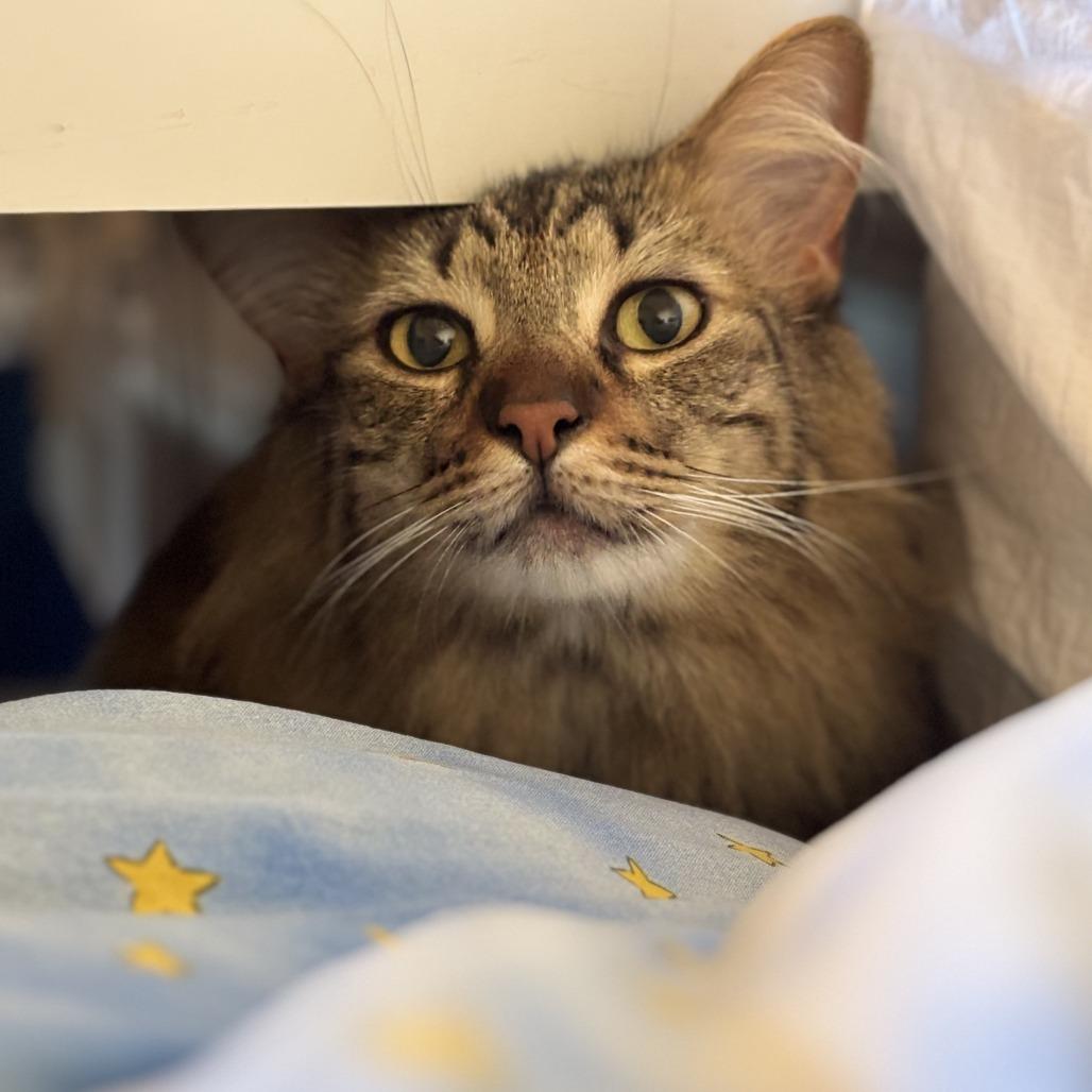 Enlarge Ziggy, a Adoptable Domestic Medium Hair in Los Angeles, CA image 6/6