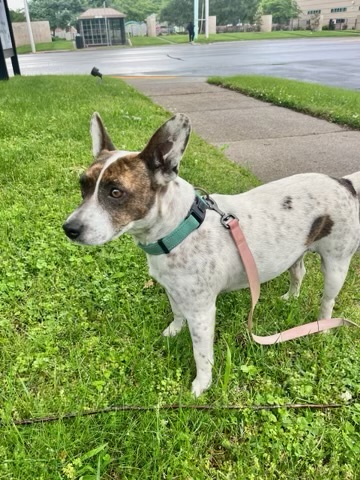 Enlarge Miss, a Adoptable Terrier in Owensboro, KY image 1/1