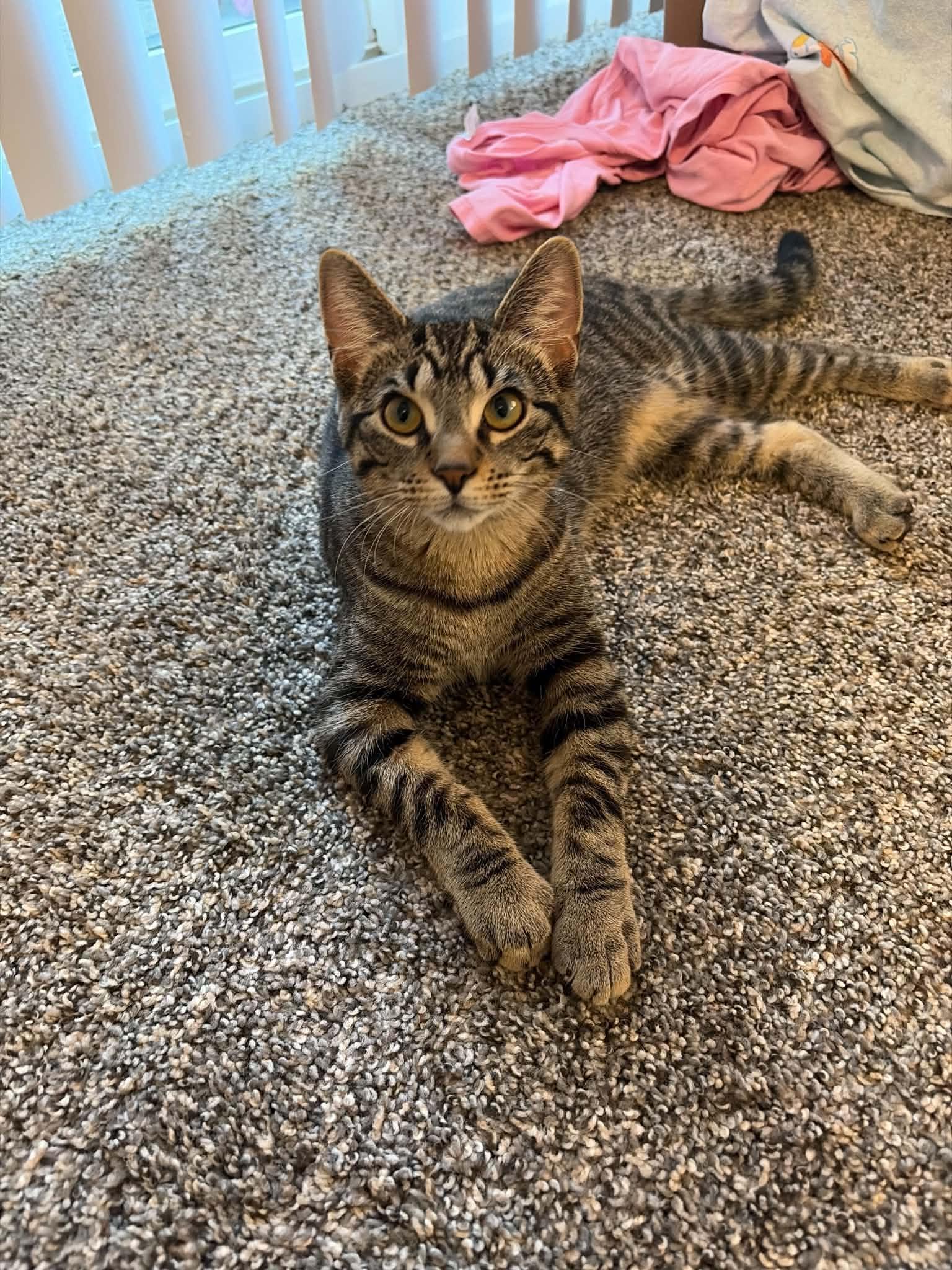 Penny, Adopted, Young Female Domestic Short Hair.