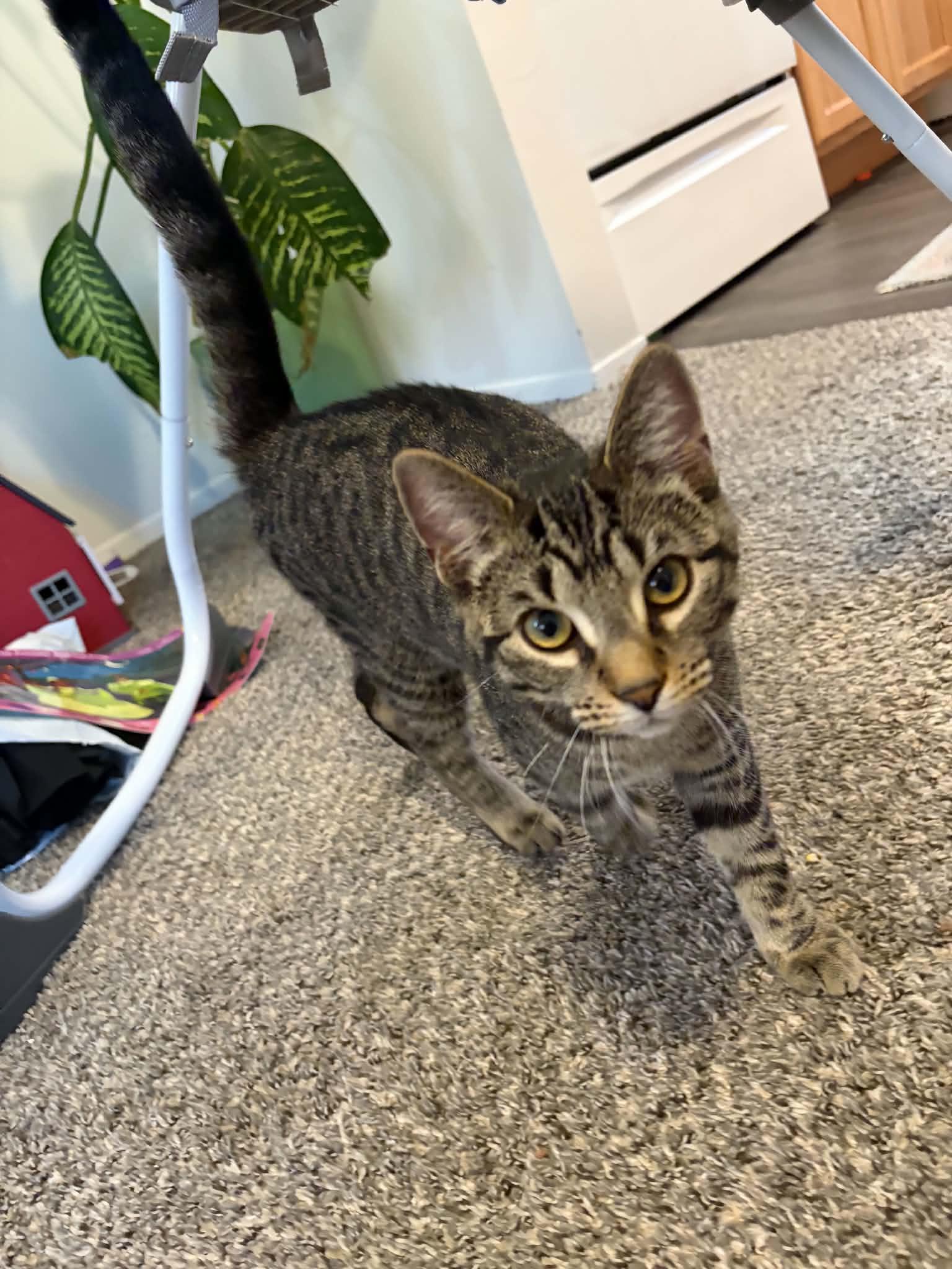 Enlarge Penny, a Adopted Domestic Short Hair in brant, MI image 2/2