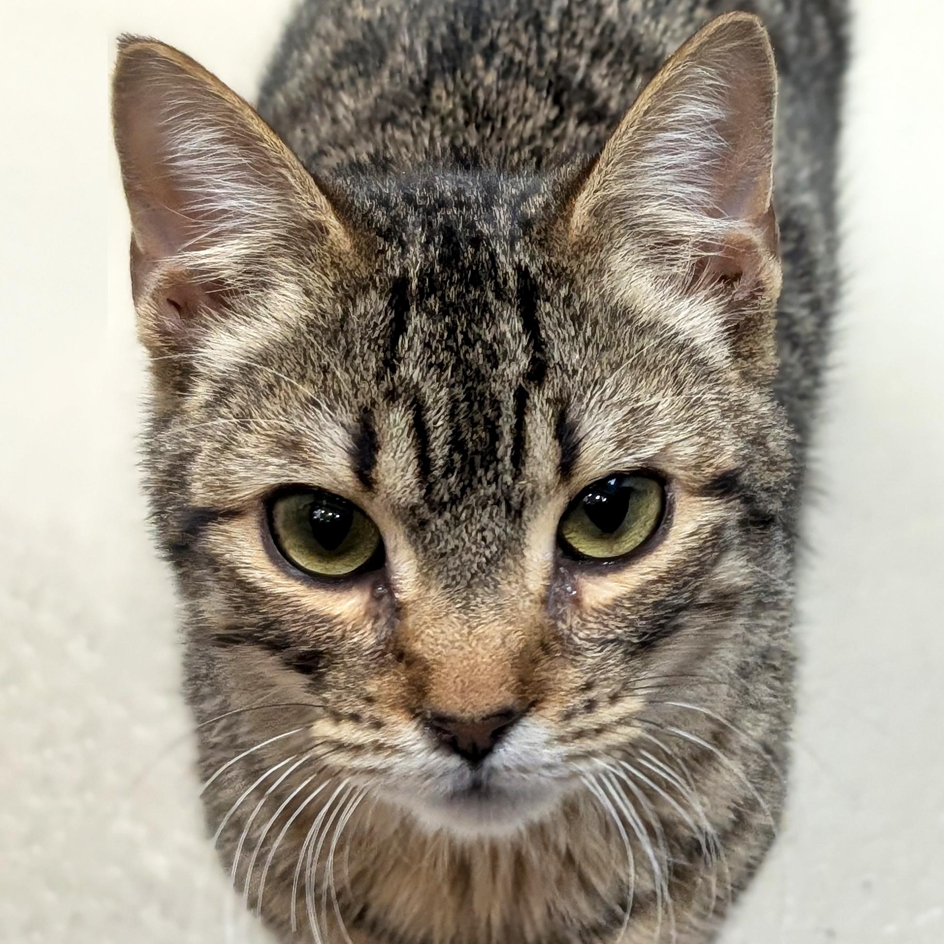 Enlarge Karev, a ADOPTABLE Domestic Short Hair in Jefferson, WI image 1/4