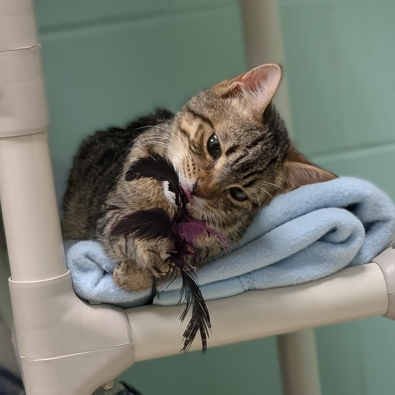 Enlarge Karev, a ADOPTABLE Domestic Short Hair in Jefferson, WI image 4/4