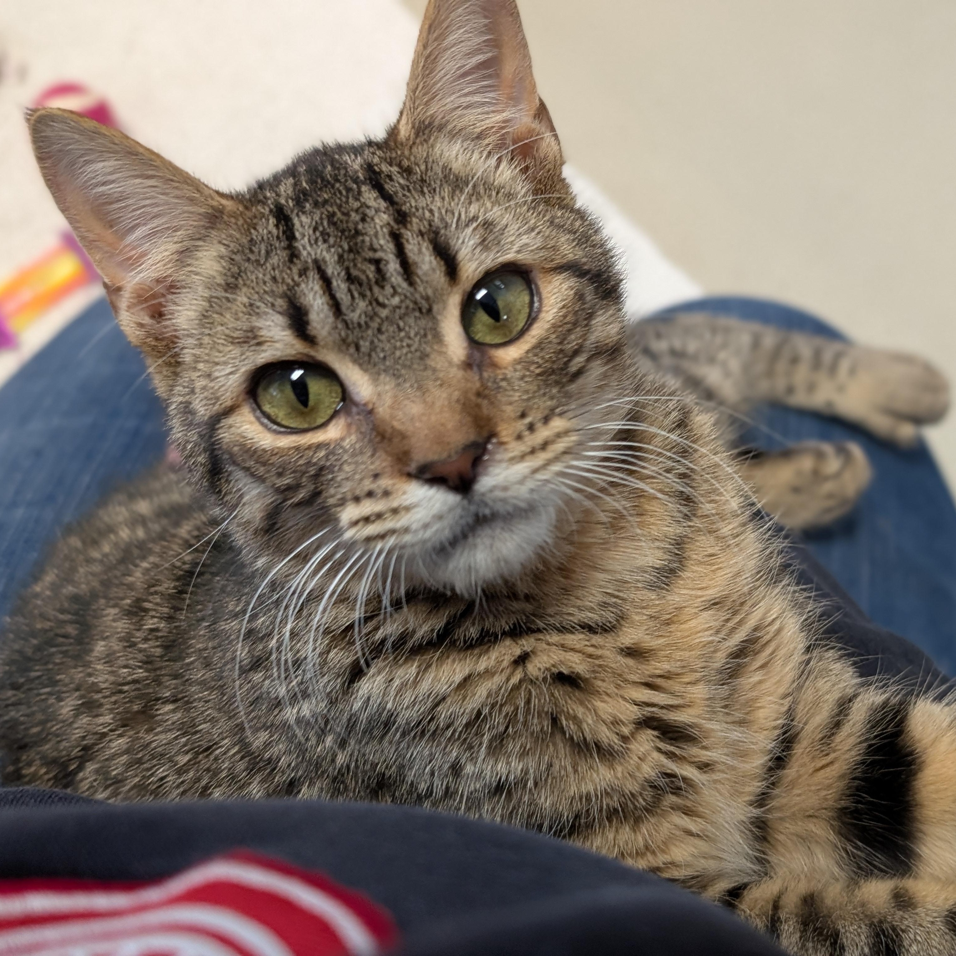 Enlarge Karev, a ADOPTABLE Domestic Short Hair in Jefferson, WI image 3/4