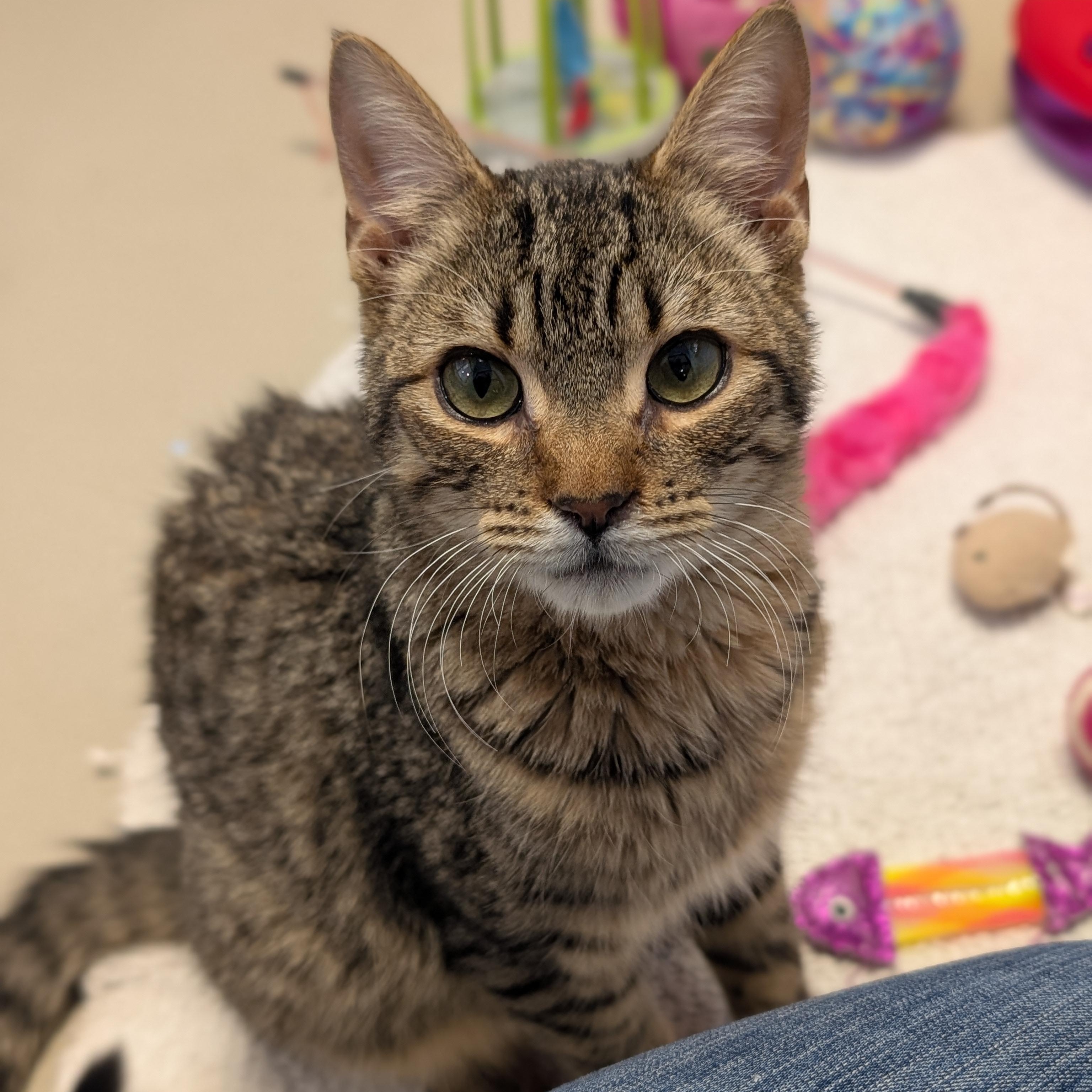 Enlarge Karev, a ADOPTABLE Domestic Short Hair in Jefferson, WI image 2/4