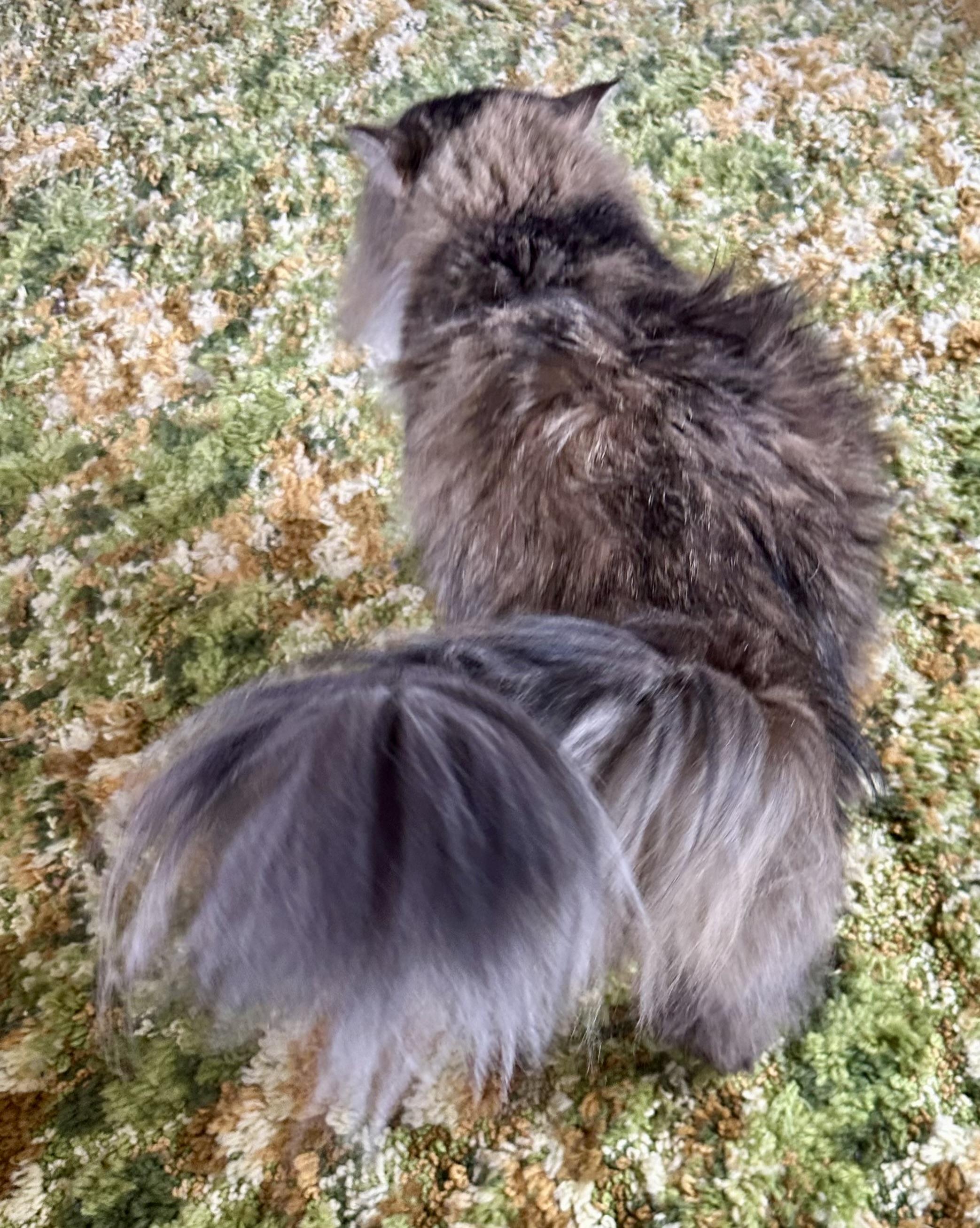 Mittens, a Adoptable Domestic Long Hair in Scranton, ND image 2/6