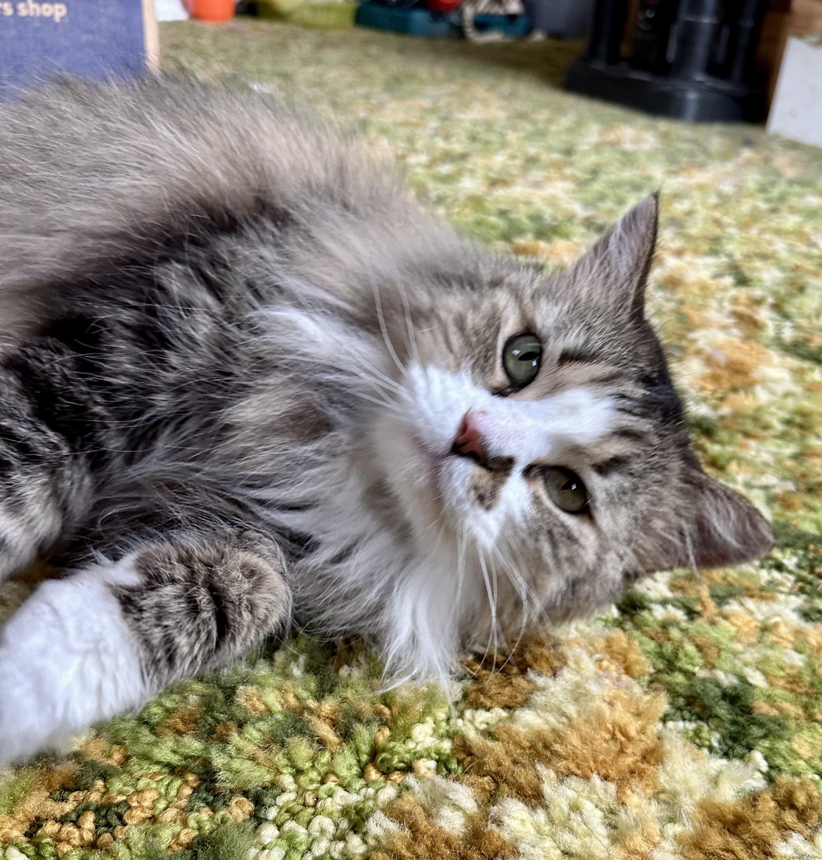 Mittens, adopted, Adult Female Domestic Long Hair.