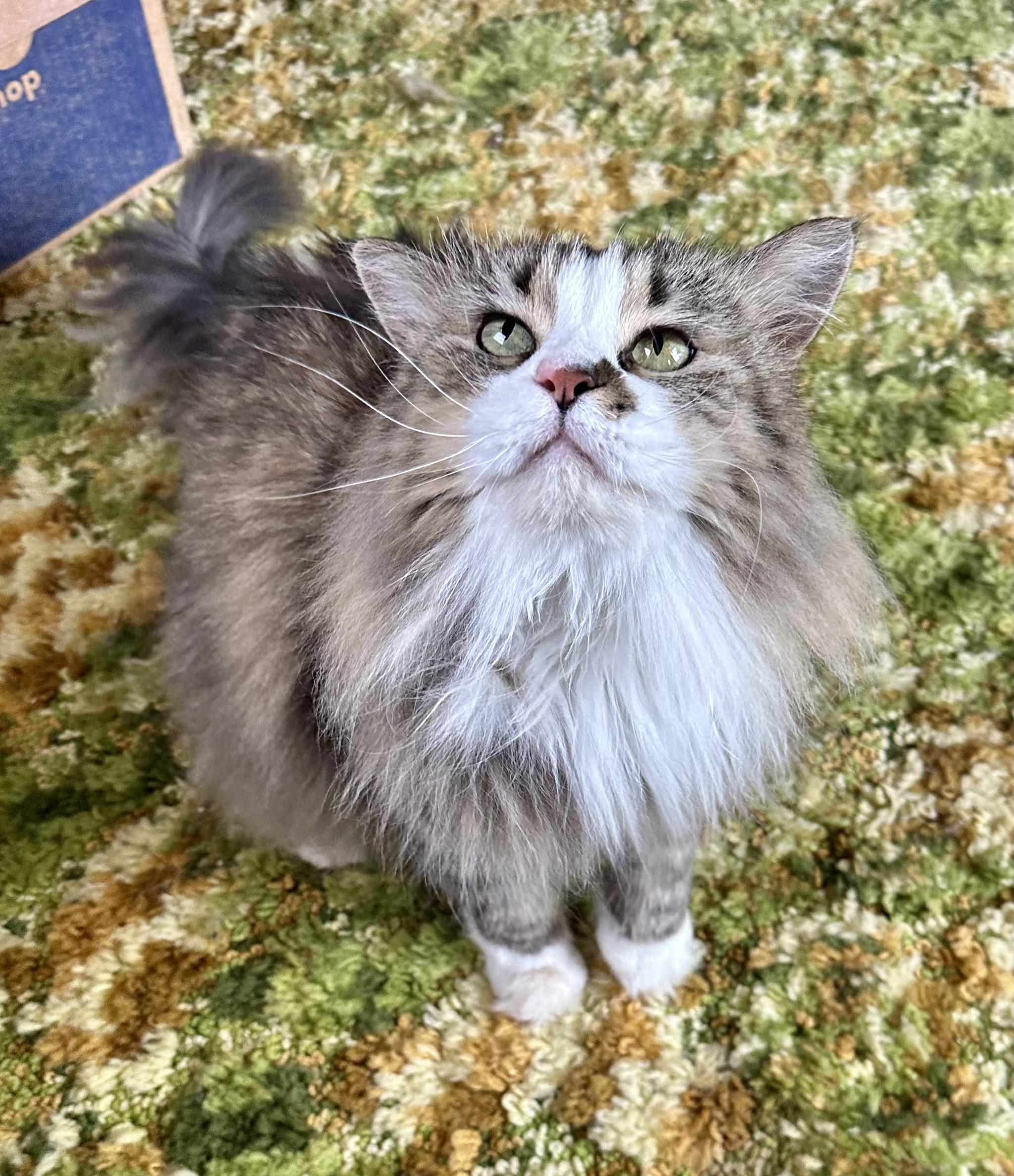 Mittens, a Adoptable Domestic Long Hair in Scranton, ND image 4/6