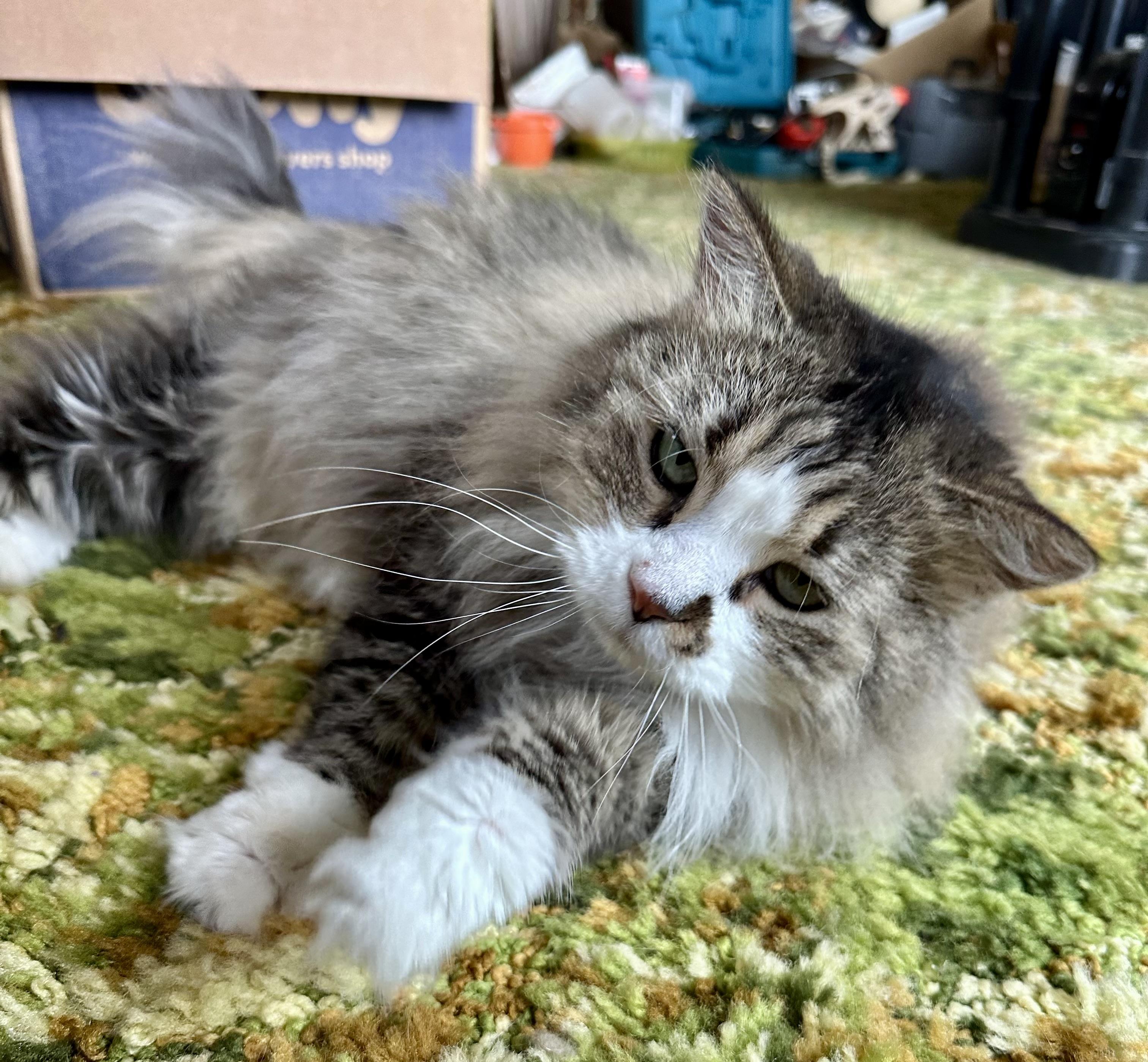 Mittens, adopted, Adult Female Domestic Long Hair.