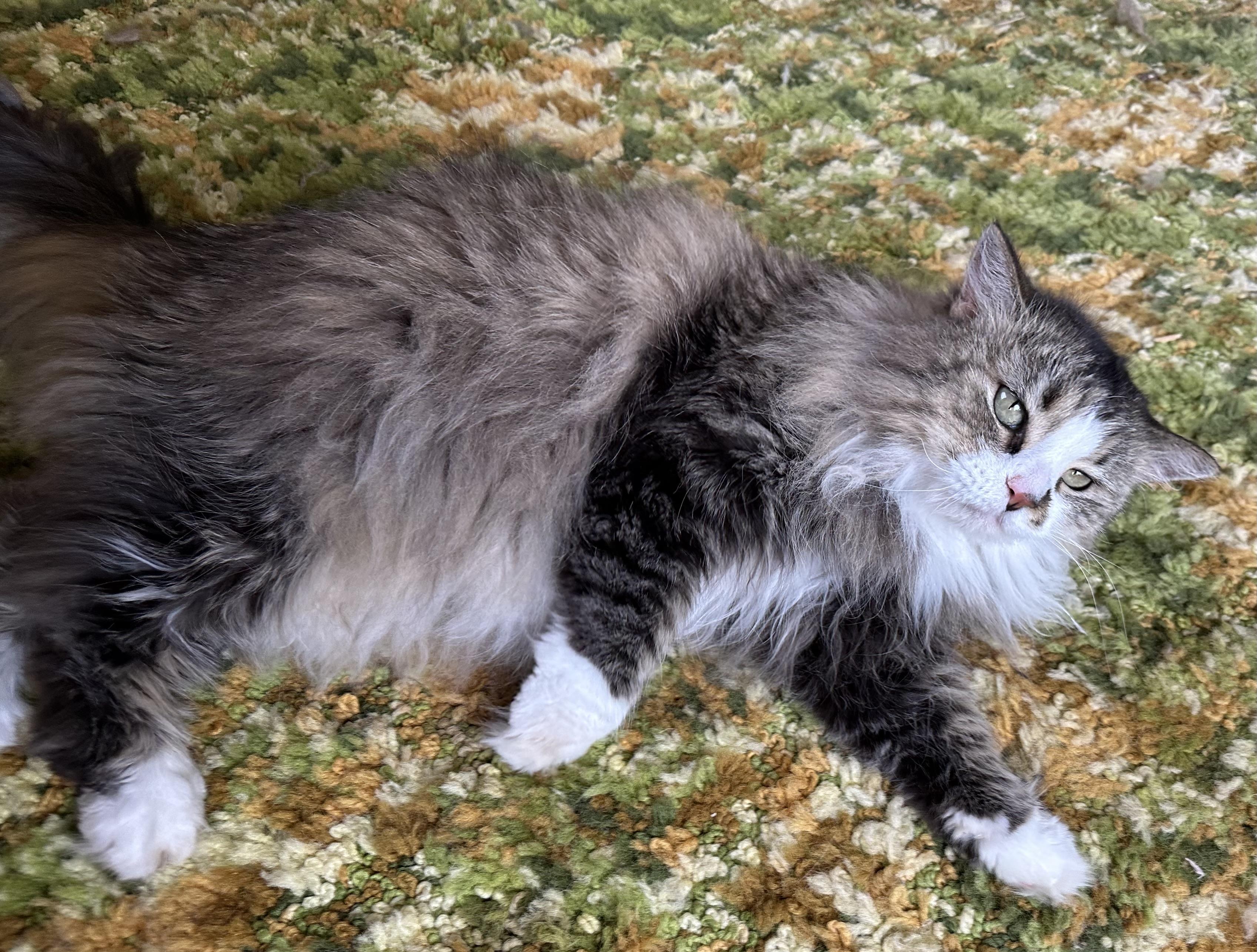 Mittens, a Adoptable Domestic Long Hair in Scranton, ND image 6/6