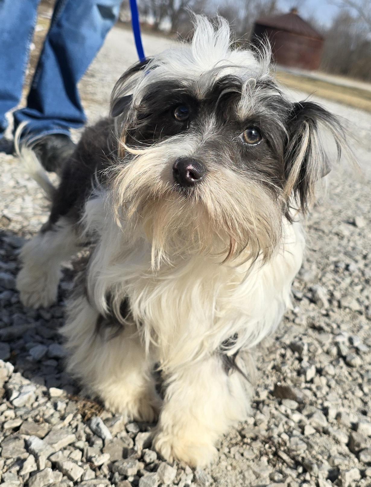 Enlarge Tella, a ADOPTABLE mixed breed in Terre Haute, IN image 2/6