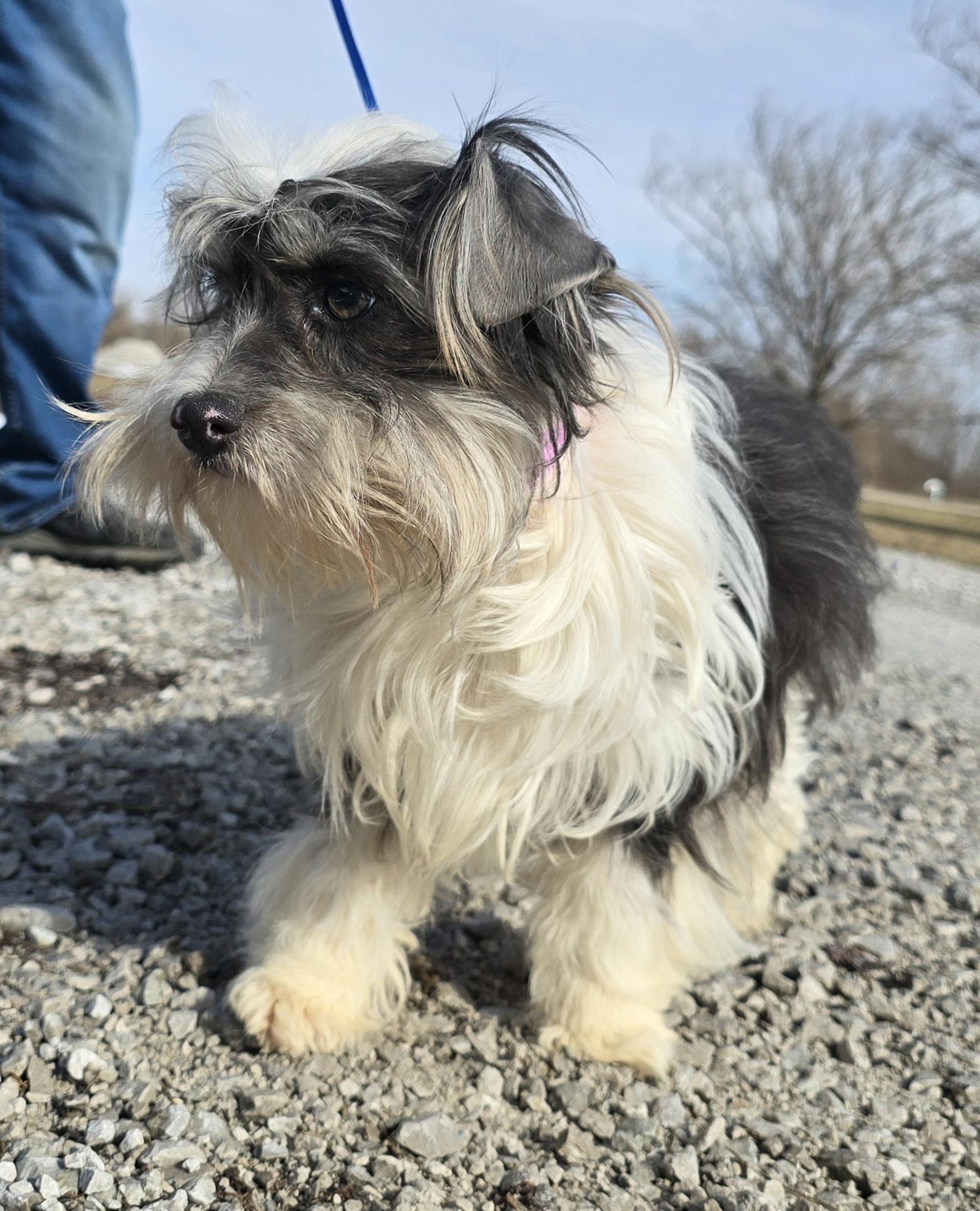 Enlarge Tella, a ADOPTABLE mixed breed in Terre Haute, IN image 3/6