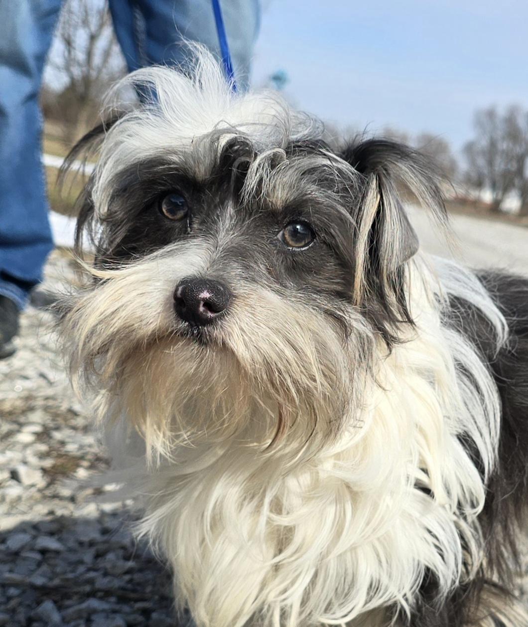 Enlarge Tella, a ADOPTABLE mixed breed in Terre Haute, IN image 1/6