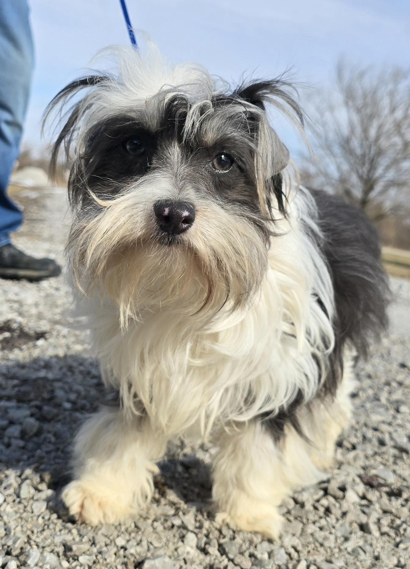 Enlarge Tella, a ADOPTABLE mixed breed in Terre Haute, IN image 5/6