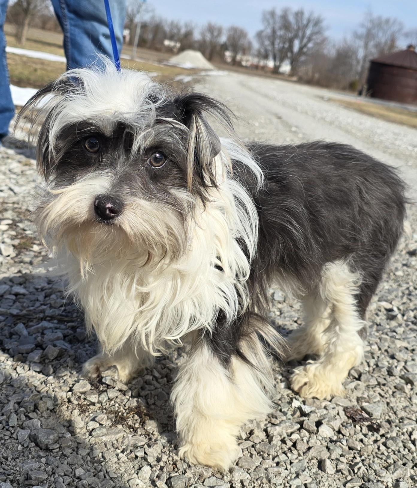 Enlarge Tella, a ADOPTABLE mixed breed in Terre Haute, IN image 6/6