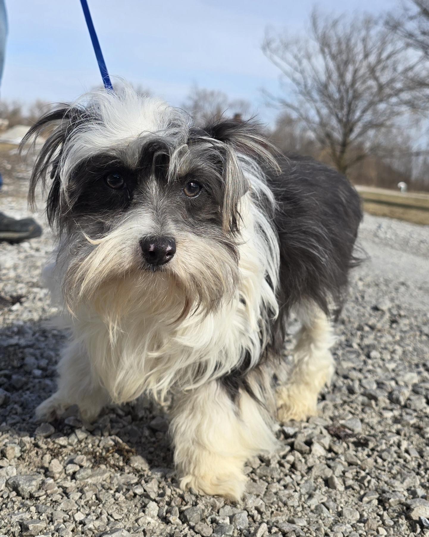 Enlarge Tella, a ADOPTABLE mixed breed in Terre Haute, IN image 4/6