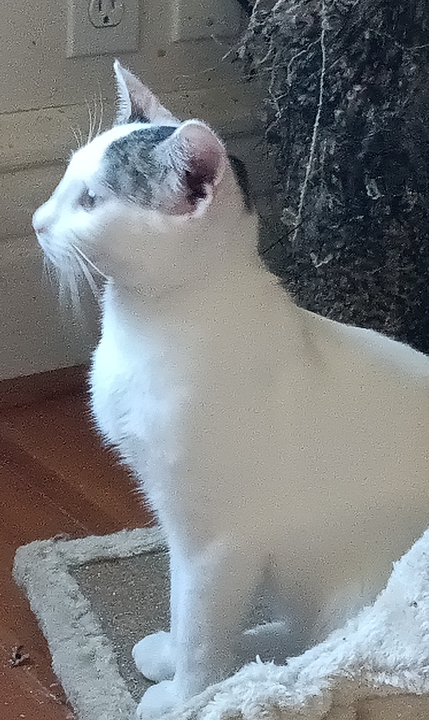 Sasha photo 3