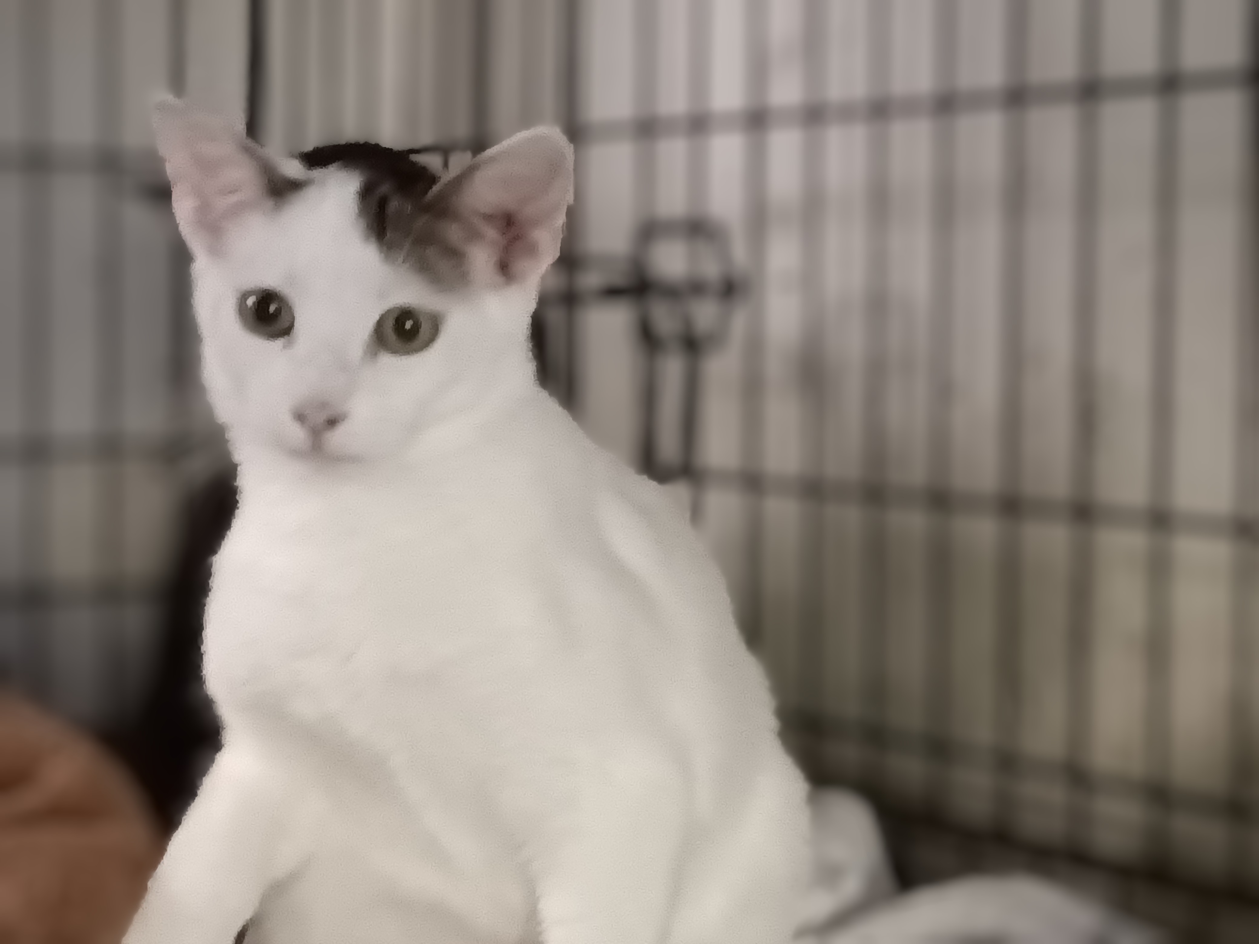 Sasha, Young Male Siamese