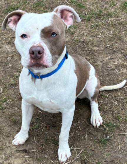 Enlarge TATTOO, a Adoptable Pit Bull Terrier in Toledo, OH image 1/1