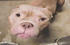 Enlarge Mallie, a Adoptable Pit Bull Terrier in Hartselle, AL image 1/1