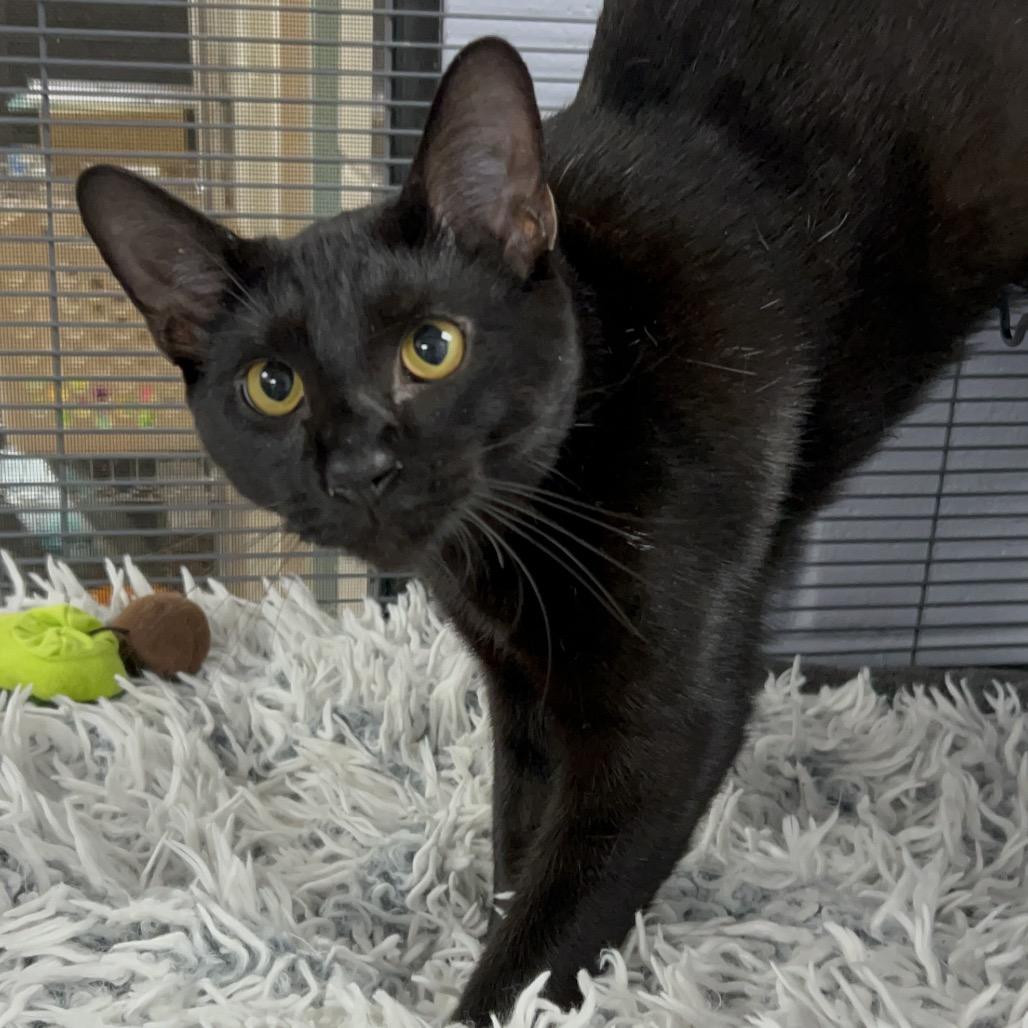 Enlarge Vercher 27493, a Adoptable Domestic Short Hair in Middleburg, FL image 1/5