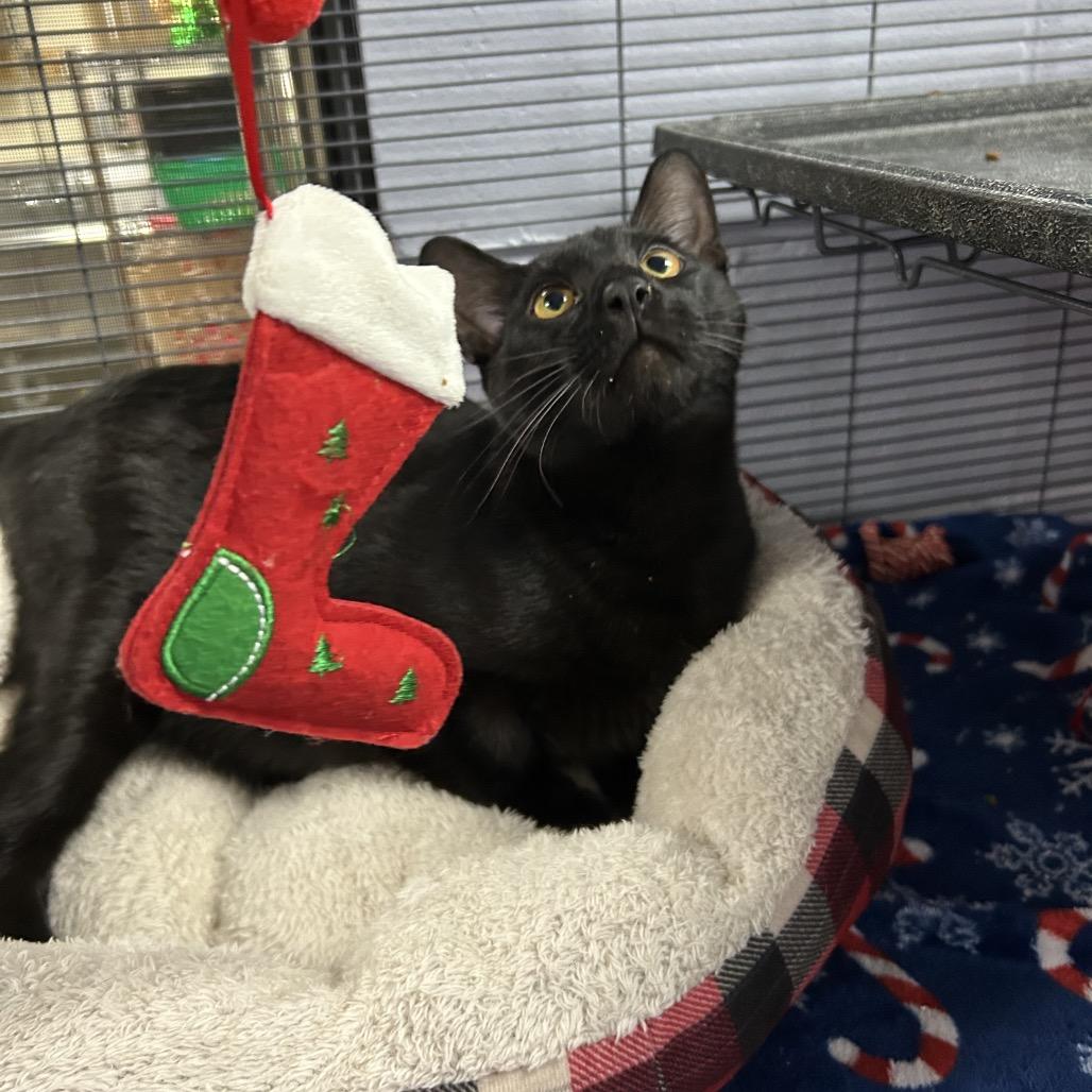 Enlarge Vercher 27493, a Adoptable Domestic Short Hair in Middleburg, FL image 2/5