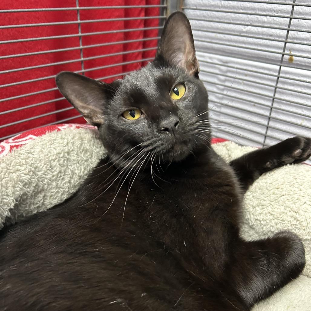 Enlarge Vercher 27493, a Adoptable Domestic Short Hair in Middleburg, FL image 3/5