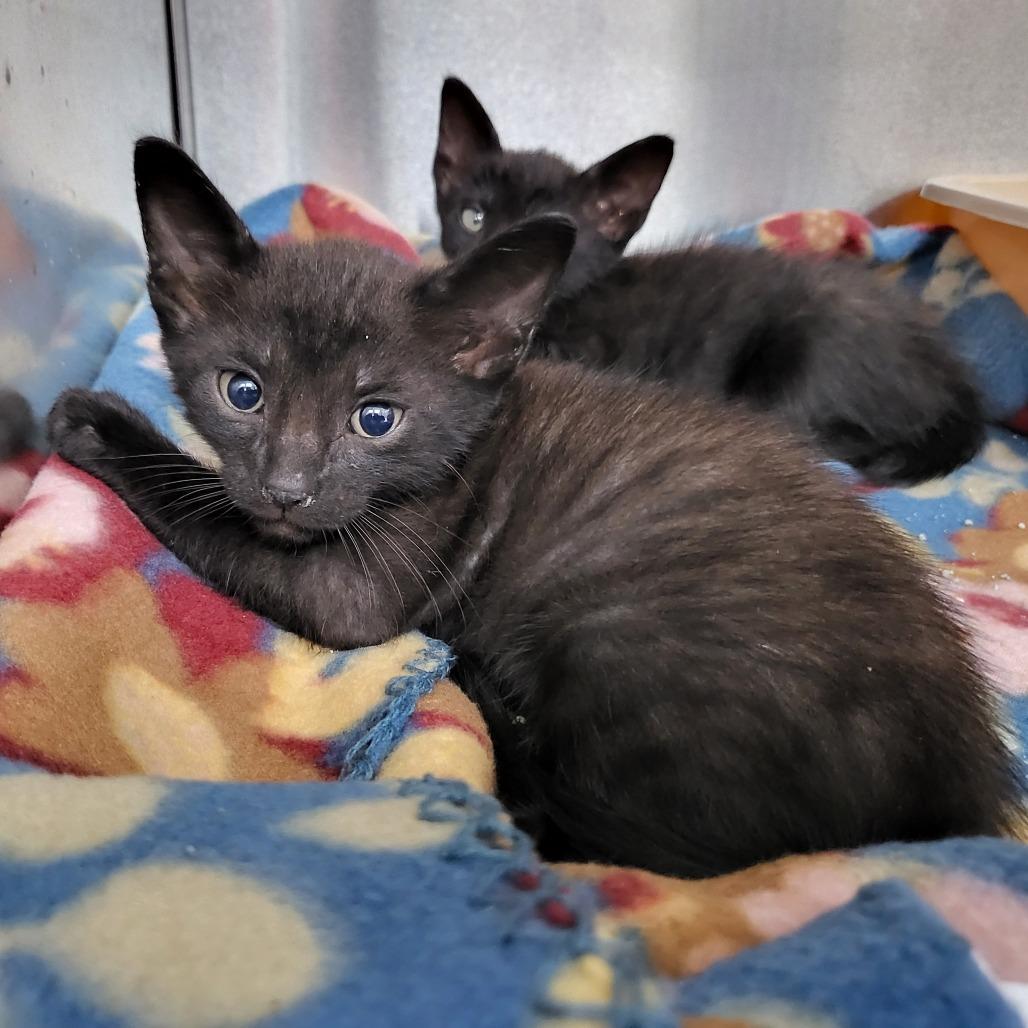 Enlarge Vercher 27493, a Adoptable Domestic Short Hair in Middleburg, FL image 4/5