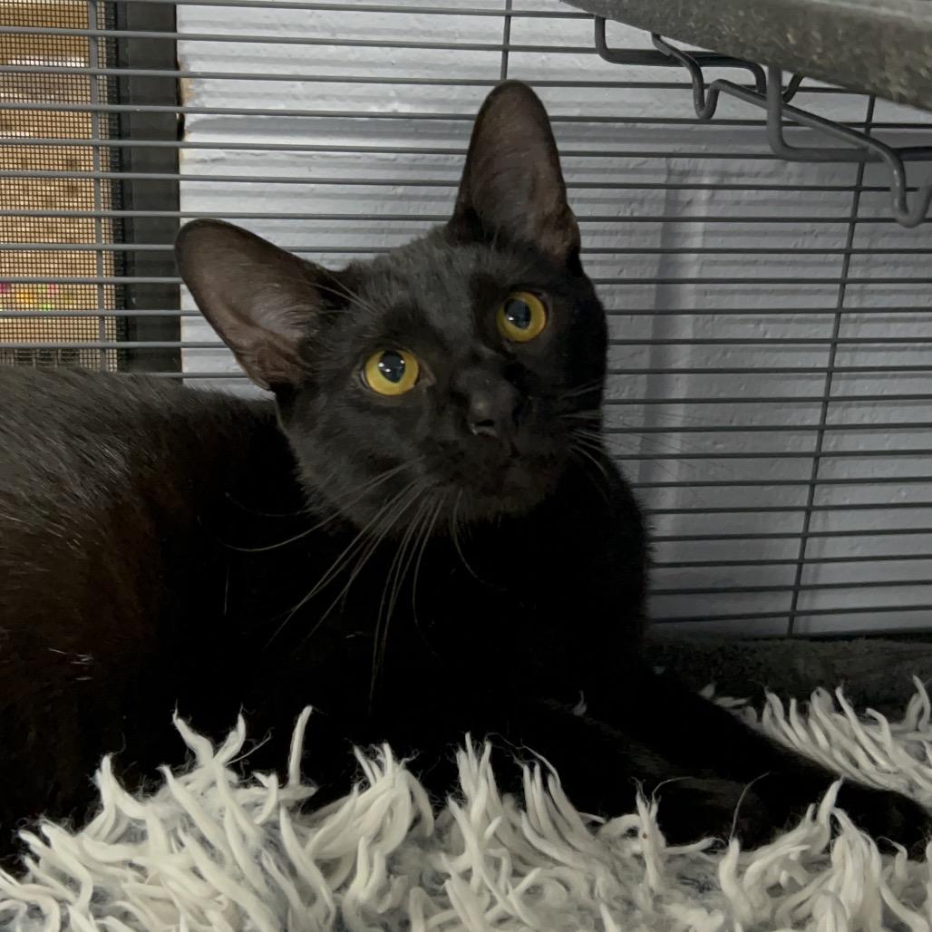 Enlarge Vercher 27493, a Adoptable Domestic Short Hair in Middleburg, FL image 5/5