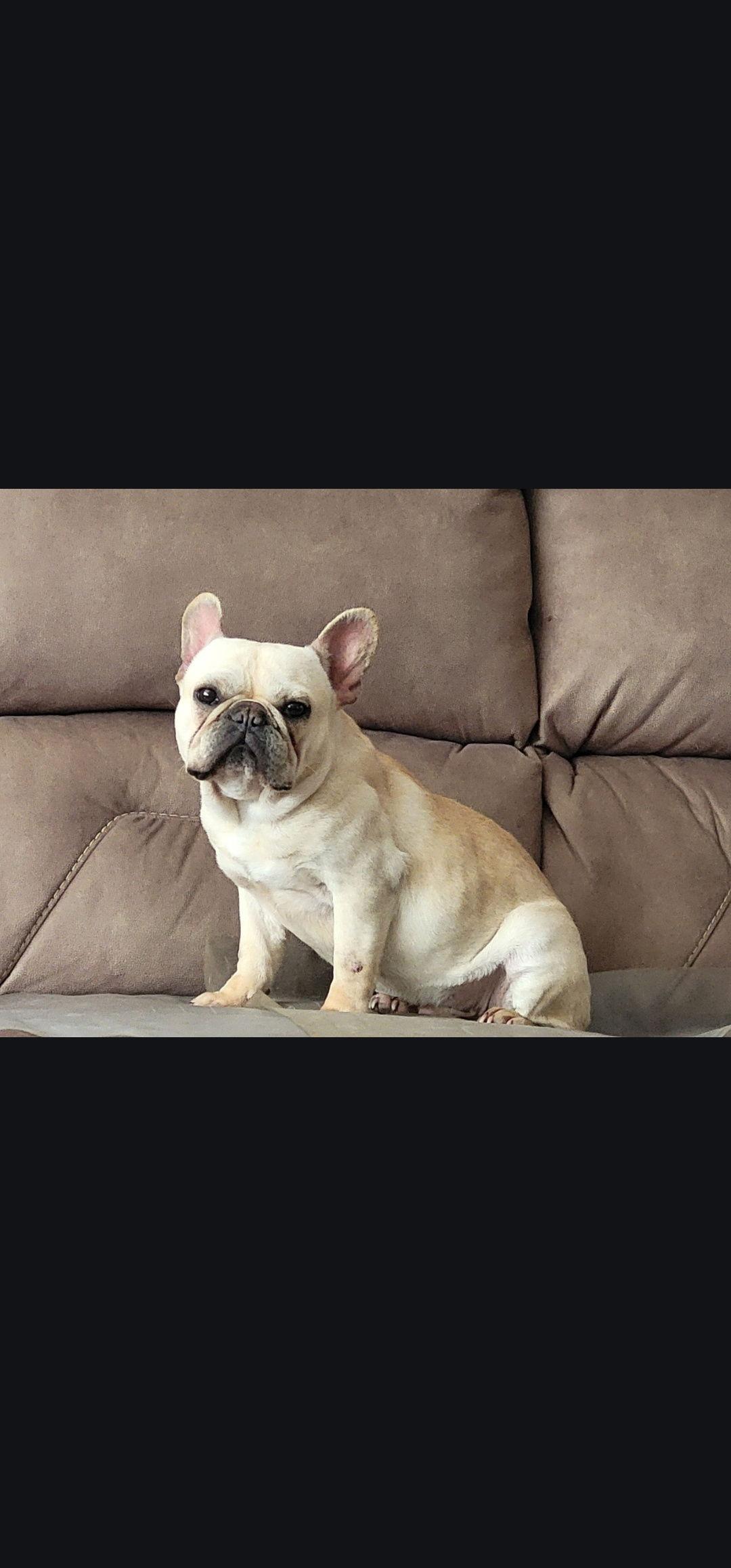 Enlarge Charlie, a Adopted French Bulldog in Marine City, MI image 1/1