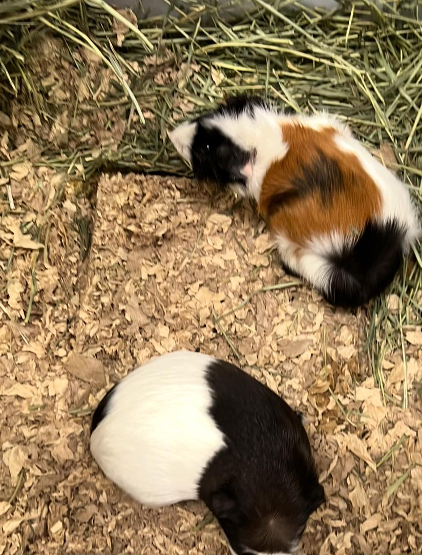 Bubbles and Lucy, Adoptable, Young Female Guinea Pig & Abyssinian.