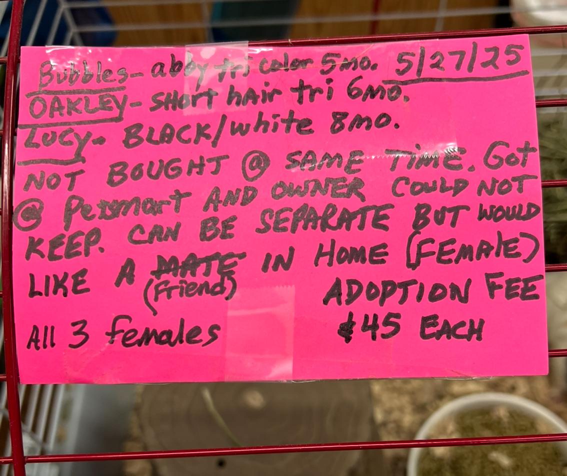 Enlarge Bubbles and Lucy, a Adoptable mixed breed in Hillsborough, NJ image 5/6