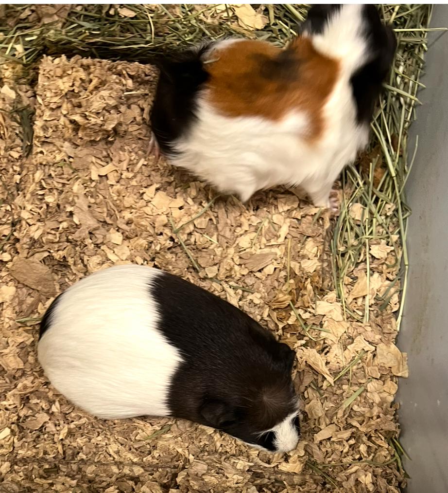 Bubbles and Lucy, Adoptable, Young Female Guinea Pig & Abyssinian.