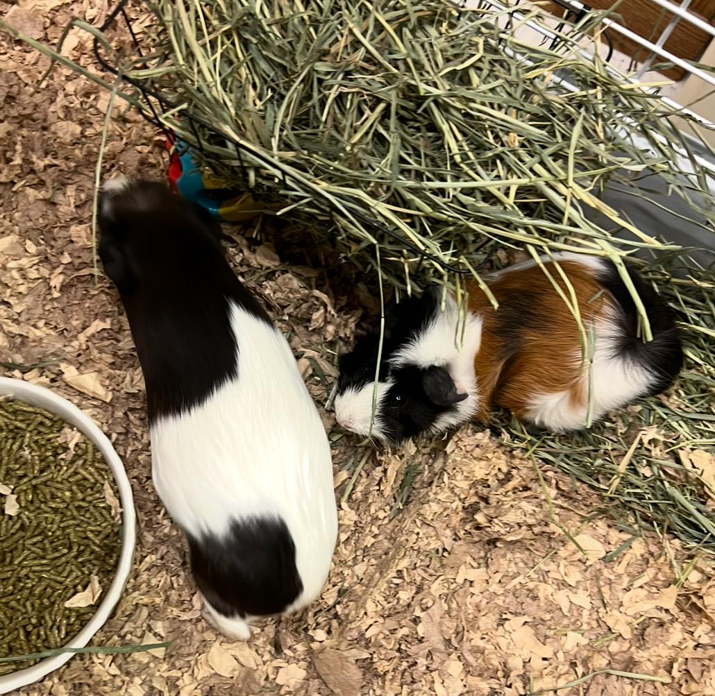 Enlarge Bubbles and Lucy, a Adoptable mixed breed in Hillsborough, NJ image 3/6