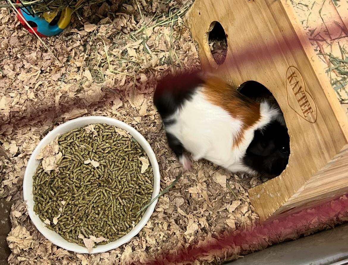 Enlarge Bubbles and Lucy, a Adoptable mixed breed in Hillsborough, NJ image 4/6