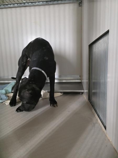 Swan, Adoptable, Young Female Mixed Breed.