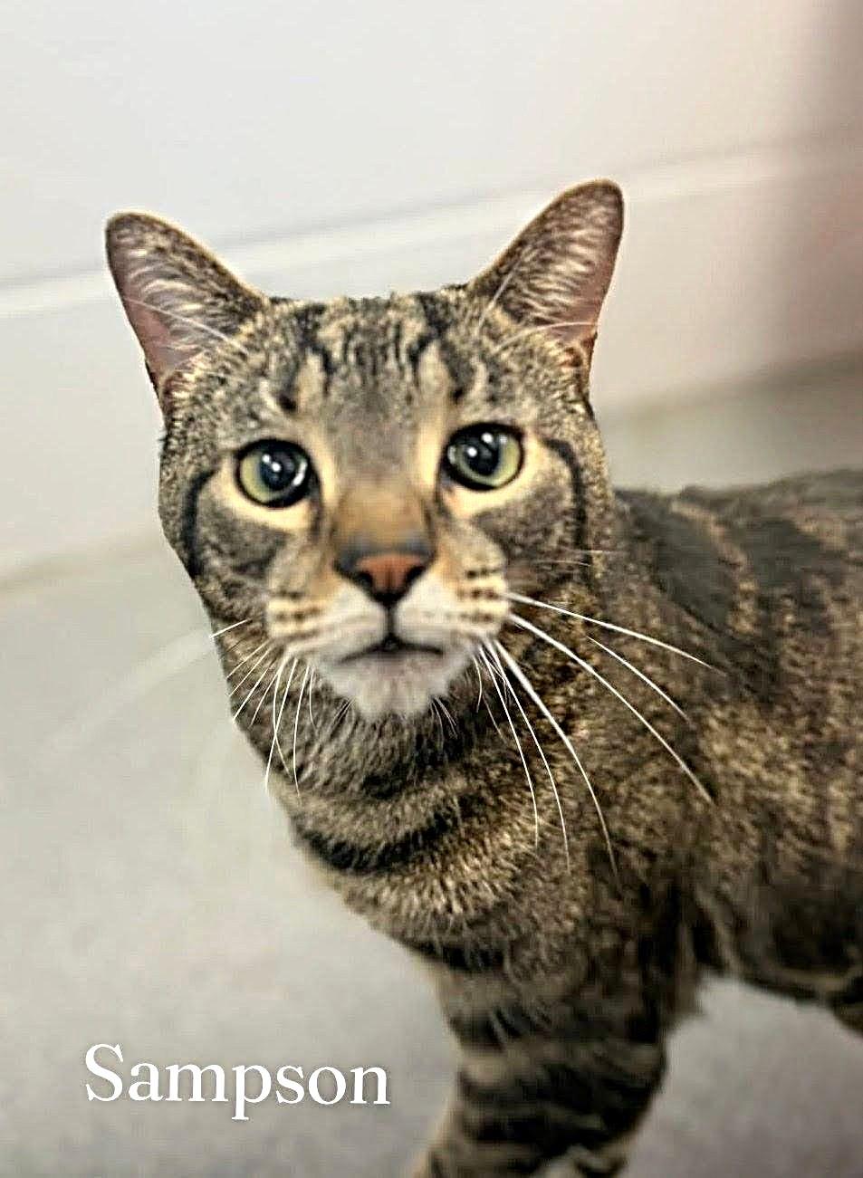 Sampson, adopted, Adult Male Domestic Short Hair.