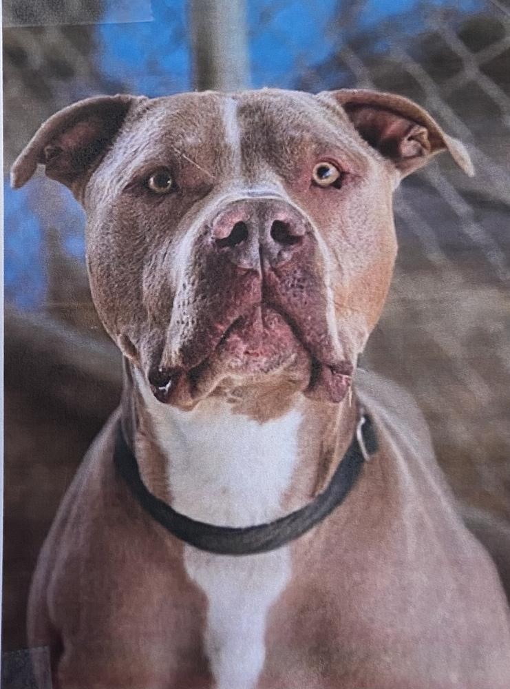 Dump Truck, Adoptable, Adult Male American Staffordshire Terrier.