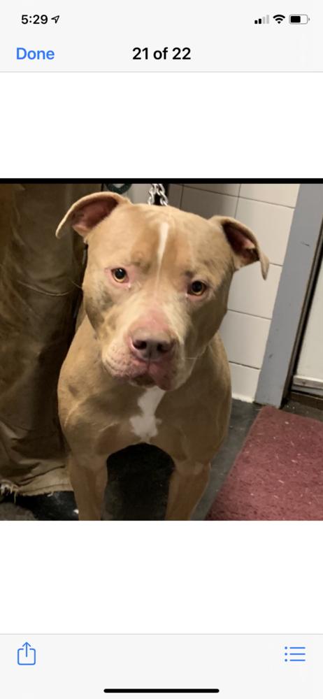 Enlarge Dump Truck, a Adoptable mixed breed in Fort Madison, IA image 2/2