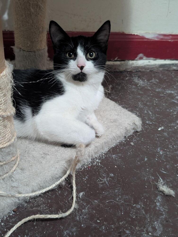 Enlarge Linguine, a Adoptable mixed breed in Bellevue, NE image 1/4