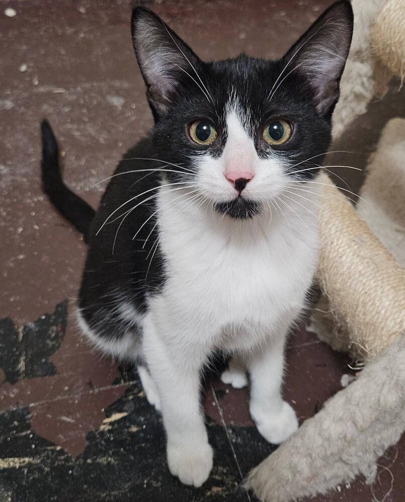 Linguine, Adoptable, Kitten Female Domestic Short Hair.