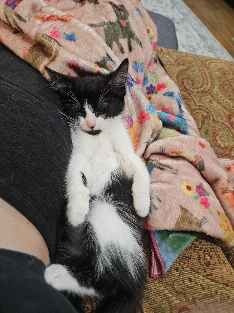 Enlarge Linguine, a Adoptable mixed breed in Bellevue, NE image 3/3