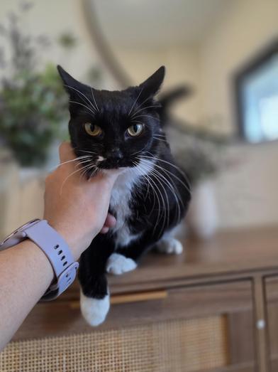 Bella — thumbnail 3