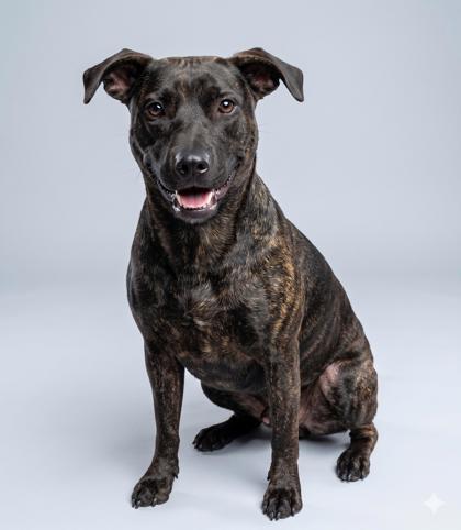Roxie, Adoptable, Adult Female Mountain Cur & Mixed Breed.