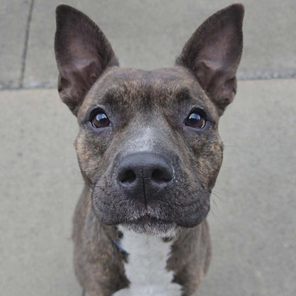 Lexus, Adoptable, Adult Female Mixed Breed.