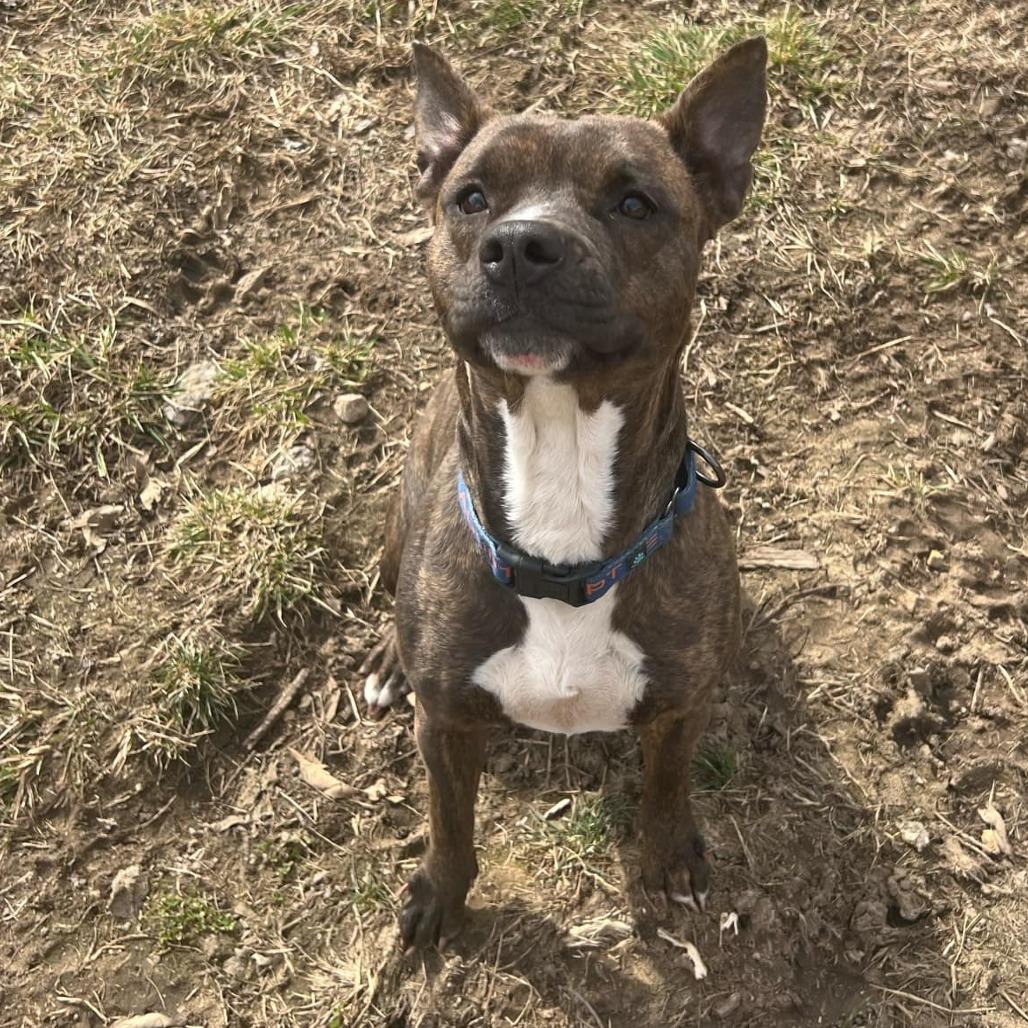 Enlarge Lexus, a Adoptable mixed breed in Olathe, KS image 2/6