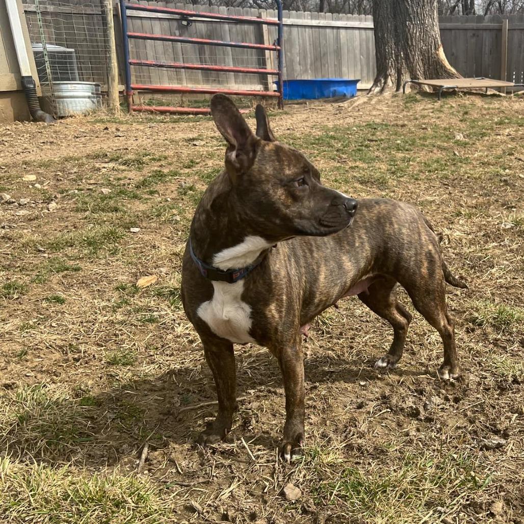 Enlarge Lexus, a Adoptable mixed breed in Olathe, KS image 3/6