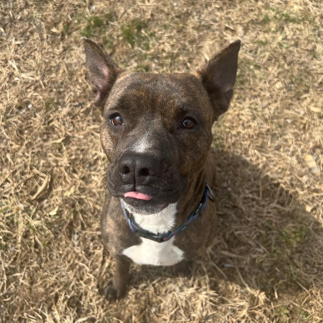 Enlarge Lexus, a Adoptable mixed breed in Olathe, KS image 4/6