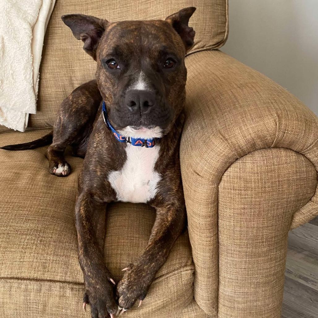 Enlarge Lexus, a Adoptable mixed breed in Olathe, KS image 5/6