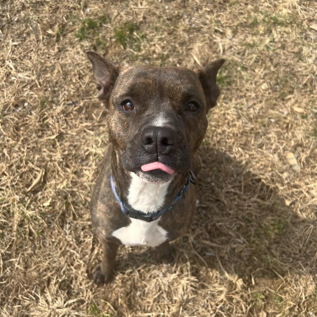 Enlarge Lexus, a Adoptable mixed breed in Olathe, KS image 6/6